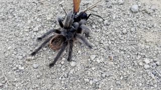 Tarantula Hawk with a Paralyzed Tarantula