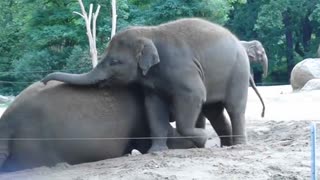 Cute baby elephant rides his mother