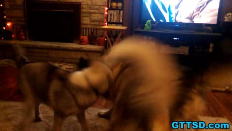 Trio of Siberian Huskies play fight