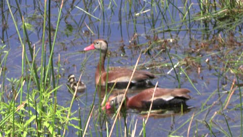 Florida squeaking ducks and chick