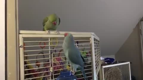 parakeet brother engaged in full conversation.