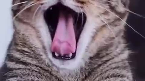 Funny cat yawning with sound
