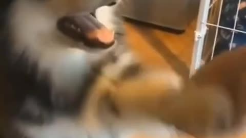 Funny Dog Handshaking