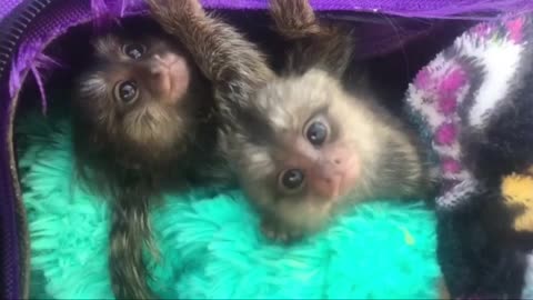 Finger monky - cute😍 and funny video of common marmoset monkey 2022