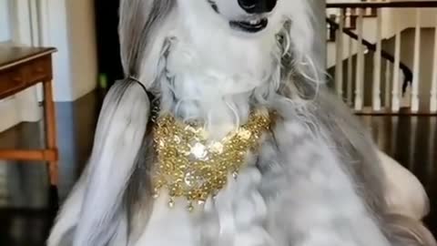 Afghan hound dog fashion