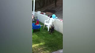 Adorable Puppy vs The Balloon