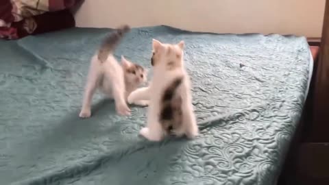 Cat babies fighting like so cute