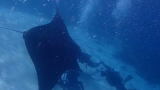 Manta magic at Mawan, Komodo NP