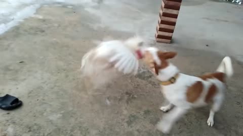 Dog and Chicken fight Boonrod (chicken) hit the wood