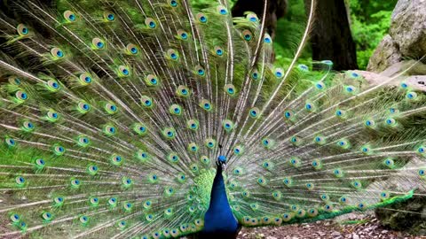 What makes Peacocks spread their quills?