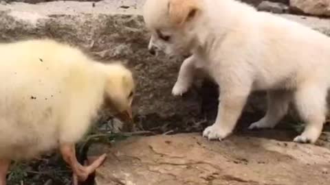 Cute small |dog cute puppy|small dog playing|aww so cute|loving dog