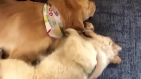 Funniest & Cutest Golden Retriever Puppies