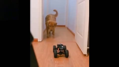 Golden Retriever is frightened by a toy monster truck! too funny