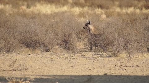 Brown hyaena (Parahyaena brunnea) in Kgalagadi Tra