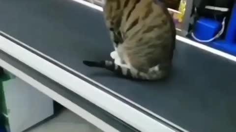 Cat funny video