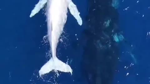 humpback whale and her white calf