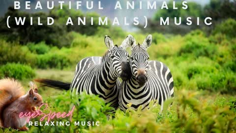 Beautiful Animals Music Relaxing Music eyespeed