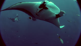 Three Manta Rays dance at Socorro