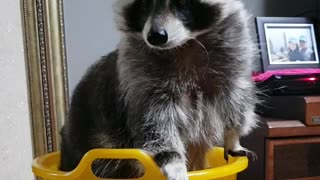 Raccoon in the basket