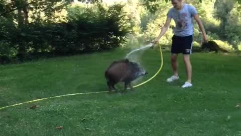 Boar Chases After Human with Hose