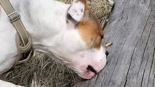 Rico chews a log