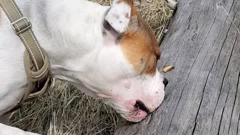 Rico chews a log