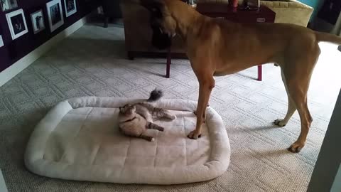 When the cat steals the dog's bed.