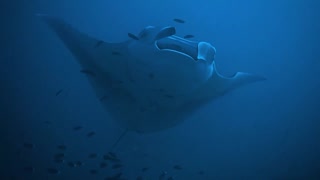 Two Manta Rays in the Maldives Islands - photographed by Meni Meller