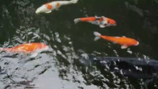Goldfish and koiFish swim in home pool