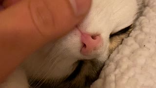 Cat Loves Chin Scratchies
