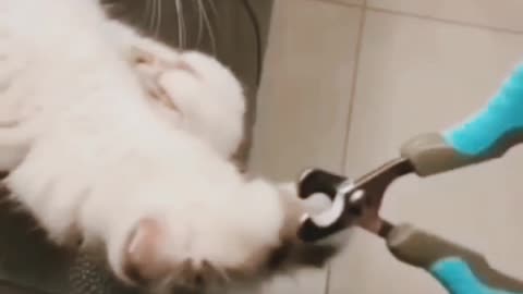 A cat learned to trim its nails 🐈😍😅