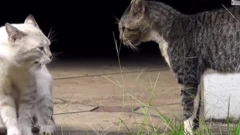 Two real cat fight compilation videos 2022