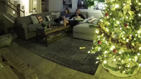 Dog rips off Christmas tree lights and runs off