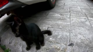 Naughty Stray Kitten Playing with my GoPro