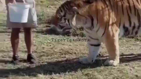 The Siberian Tiger. The largest cat in the world.