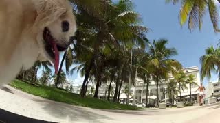 Longboarding Dog