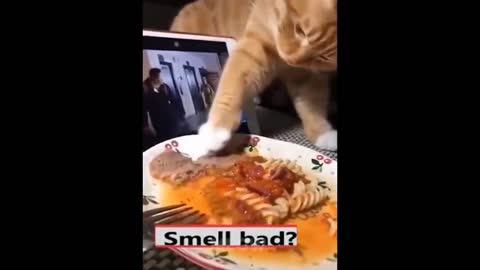 OMG So Cute Cats - Best Funny Cat Videos 2021| MEOW