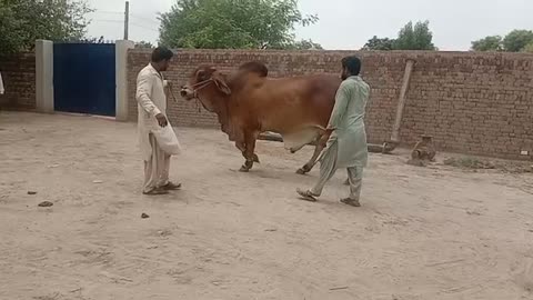 Pakistani Brahman Bull