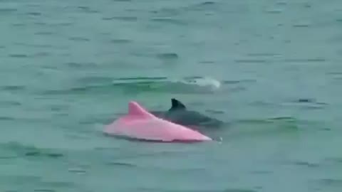 Have you seen a pink dolphin before