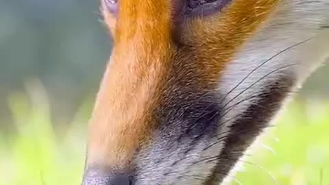 "Heroic Turtle Saves Owl from Cunning Fox - Must Watch!" #owl #fox #turtle