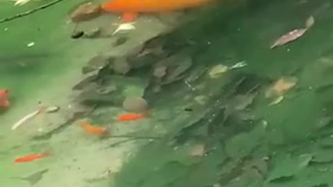 The big goldfish is the boss