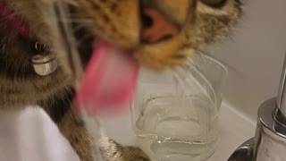 Grey cat drinks water from bathroom sink