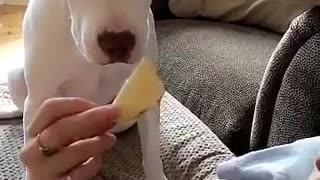 White dog eating chip from girl