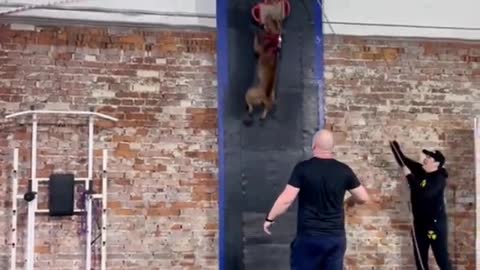 Very smart dog training video
