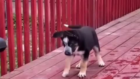 Funniest Cats and Dogs 🐱🐶 Part 39