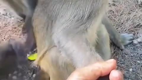 baby monkey gets afraid - funny monkey video