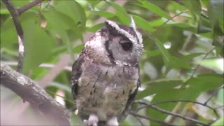 Amazing I can turn 360. Endemic Birds in Sri Lanka, SERENDIB SCOPS –OWL came to my place