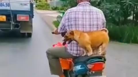 Top 3 Funny Dogs Video In One Minute . Funny Video . #short