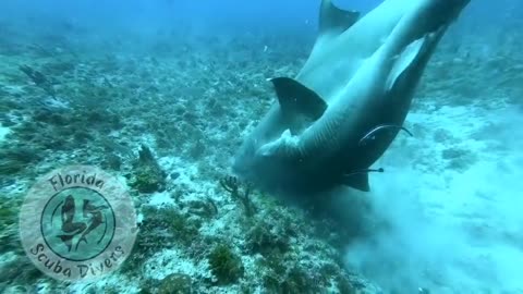Never Seen In The Wild...Nurse Shark Mating capture by local Florida Divers