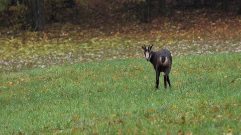 Chamois wild animal